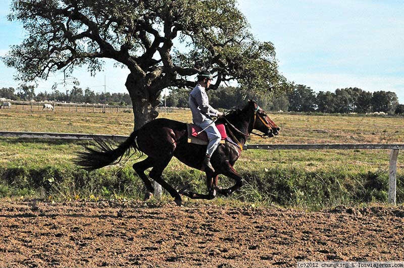 Foro de Colonia Sacramento: Jinete entrenando hipódromo Colonia del Sacramento