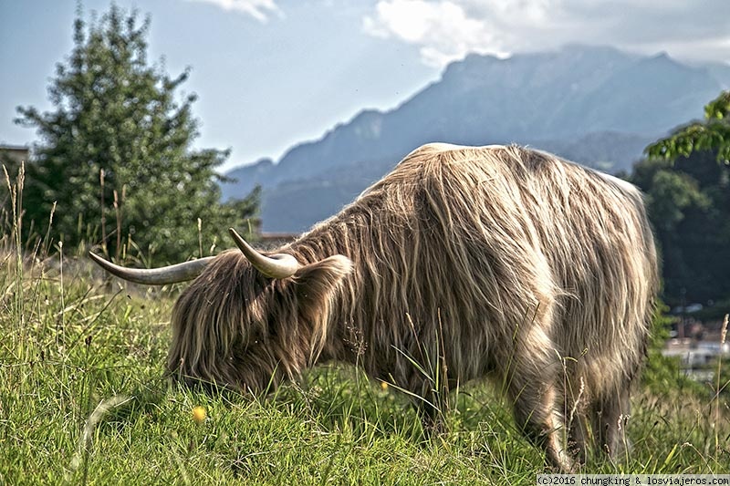 Opiniones Lucerna 2023 en Alemania, Austria, Suiza: Vaca Highland en Suiza