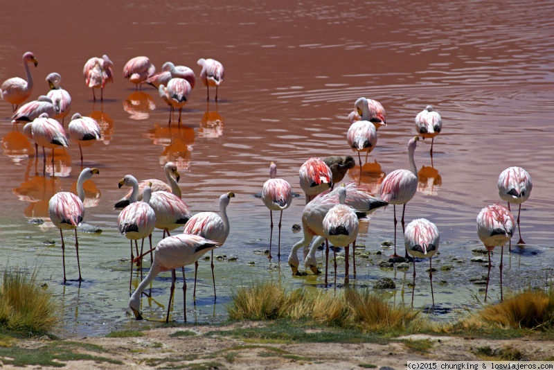 Foro de San Cristóbal De La Laguna: Flamencos en Laguna Colorada