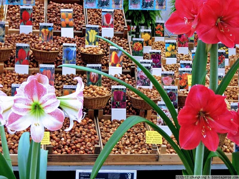 Holanda: Tulipanes y Quesos en  Primavera