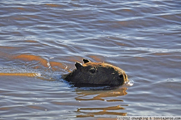 este que nadaaa ..... 
carpincho (capibara), nadando por la laguna de los Esteros del Iberá en Argentina
