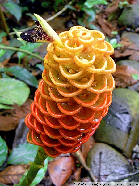 por ahí asoma la flor del Jengibre
flora de Costa Rica
