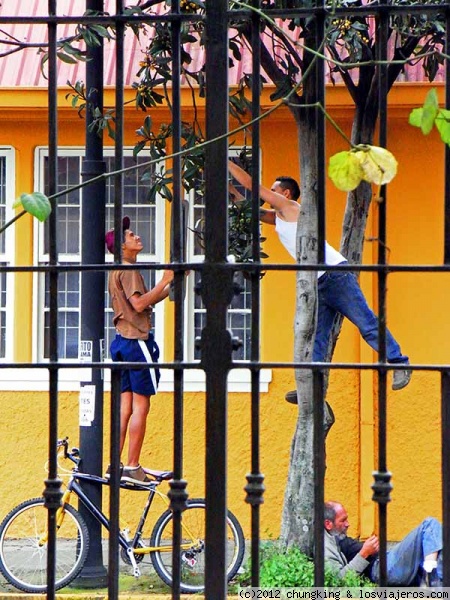 uno aquí, otro allá, ...
chavales cogiendo fruta de un árbol. San José Costa Rica
