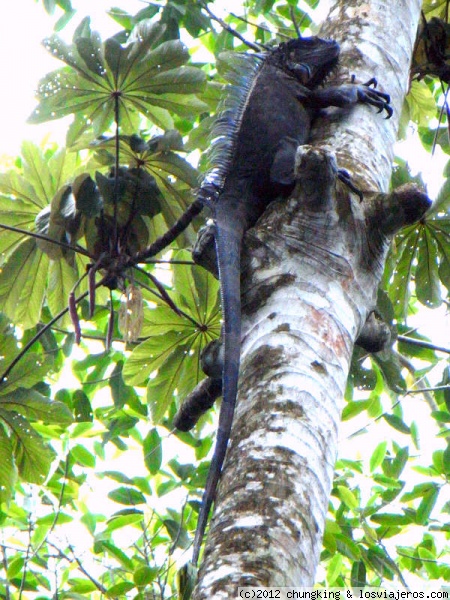 lagartija en un árbol por Monteverde
de aquí no me suelta ni Dios!!!
