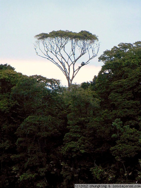 sobresaliente verde
perfil de la selva de Tortuguero desde el canal.
