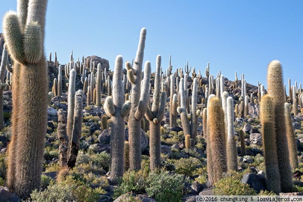 cardones
los reyes de la Isla Incahuasi, en el salar de Uyuni
