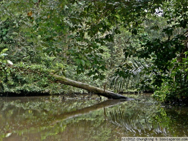 en bote por la laguna de Tortuguero
dando una vuelta en bote por la laguna de Tortuguero
