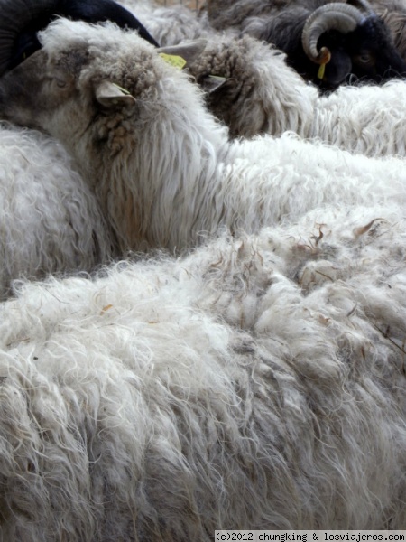imagen de lana de Leioa
feria ganado Leioa
