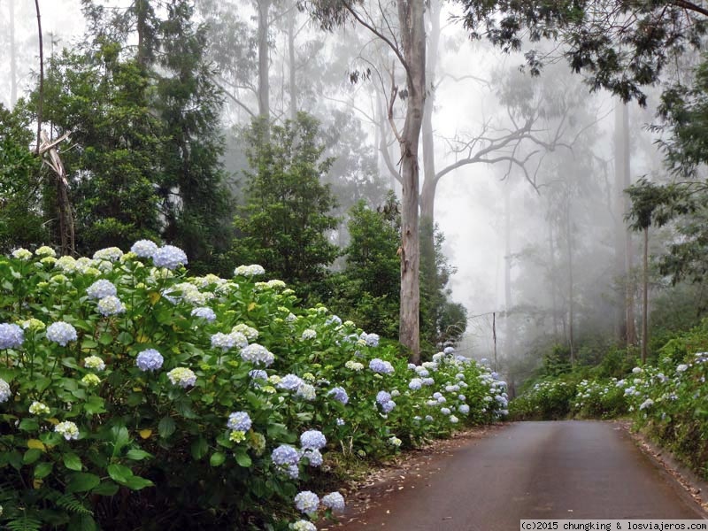 Madeira: Festival de la Flor 2023 - Madeira desde el agua ✈️ Foro Portugal