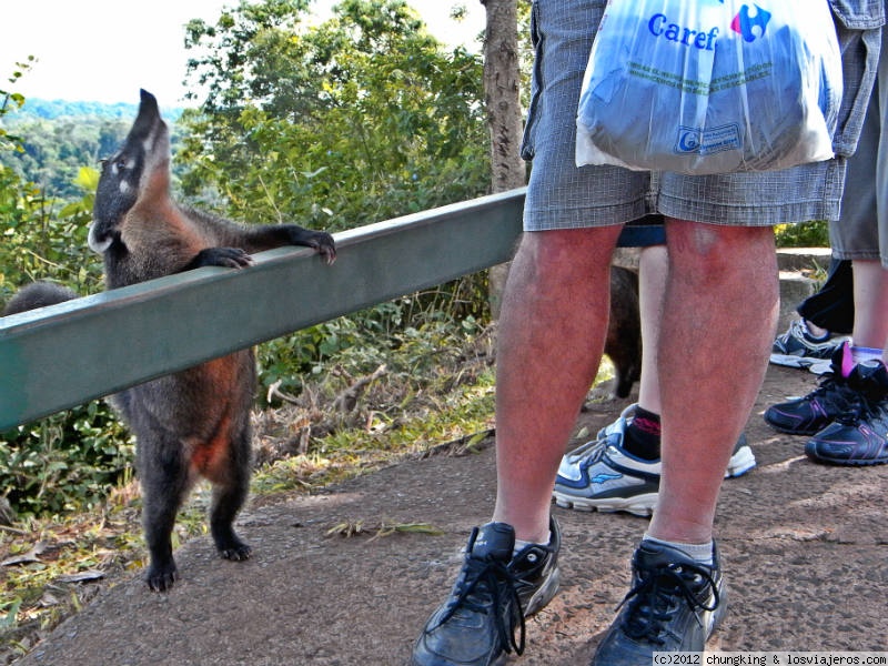 Viajar a  Brasil: Jamon De Pata - ¡Un bocadillo de jamón, por favor! (Jamon De Pata)