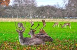 Phoenix park de Dublin
Phoenix park de Dublin