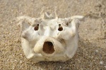 fish skull Atlantic ocean Valizas Uruguay