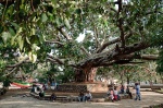 una plaza en Gondar
Gondar etiopia plaza árbol