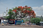 alrededor del flamboyán