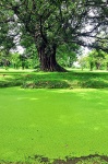 laguna verde de Ayuthaya