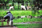 la pastora de Sukhothai
pastora ganado ruinas Sukhothai