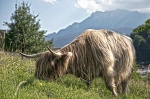 highland cow in lucerne swuitzerland
