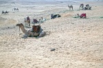 camellos y camelleros de las pirámides
camellos pirámides