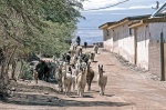 Rebaño variado en San Pedro de Atacama