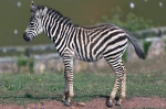 zebra in Cabarceno park