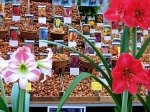 Holanda: Tulipanes y Quesos en  Primavera