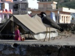 mujer, pájaro y piedra
iamgen Delhi