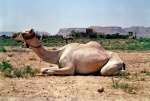camello en reposo