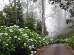 carretera al Parque das Queimadas en Madeira
Parque Queimadas Madeira