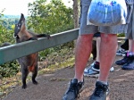 Coatí smelling food in Iguazú waterfalls Brasil