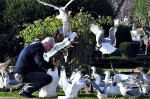 Sultanahmet square Istanbul turkish feeding seagulls