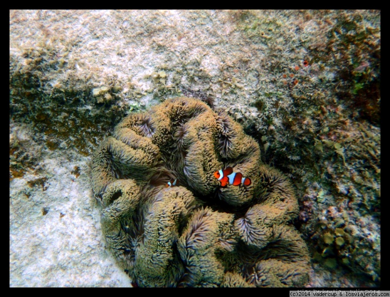 Foro de Islas Perhentian: Encontrando a Nemo