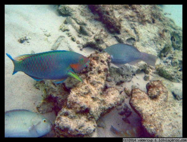 Pez loro comiendo coral en Perhentian Besar
Pez loro comiendo coral en Perhentian Besar
