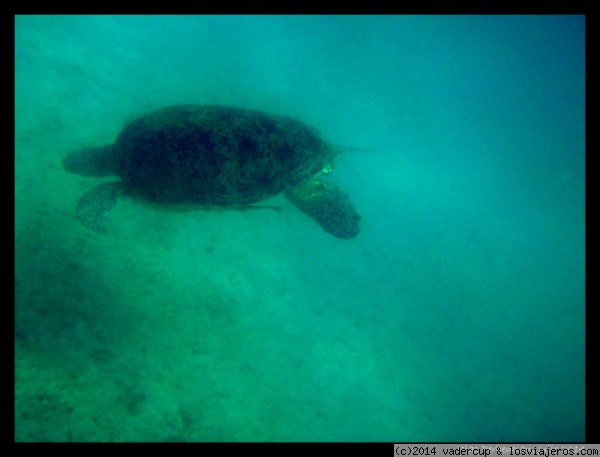 Tortuga en Perhentian Besar
La famosa tortuga de la zona del PIR, en Perhentian Besar.
