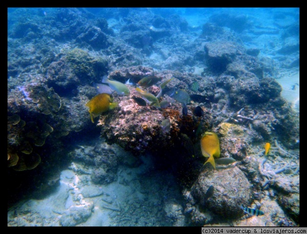 Peces tropicales en Perhentian Besar
Peces tropicales en Perhentian Besar
