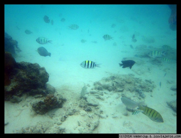 Peces tropicales vistos en Perhentian Besar haciendo snorkel
Peces tropicales vistos en Perhentian Besar haciendo snorkel
