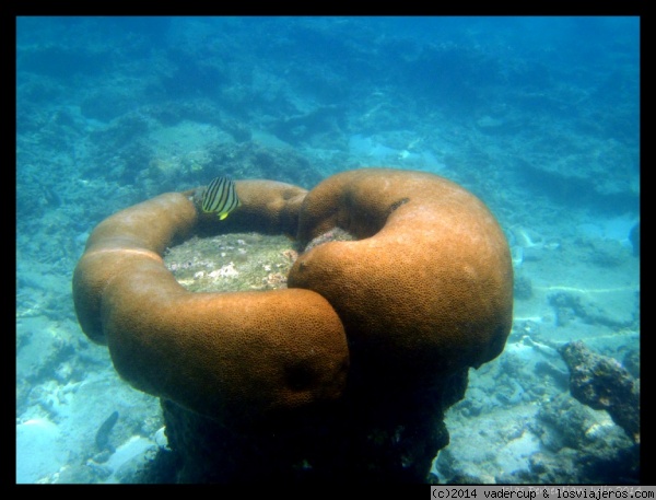 Snorkel en Perhentian Besar
Snorkel a 5 metros de la orilla, en Perhentian Besar
