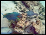 Pez loro comiendo coral en Perhentian Besar