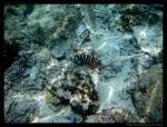 Pez tropical visto en Perhentian Besar haciendo snorkel