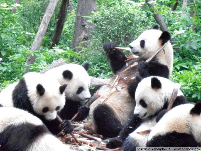 Foro de Chengdu: Pandas en Chengdu