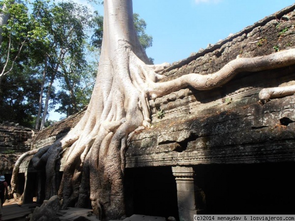 Templo Ta Prohm
Otra de las mas famosas imagenes de Angkor, que se encuentra en este templo.
