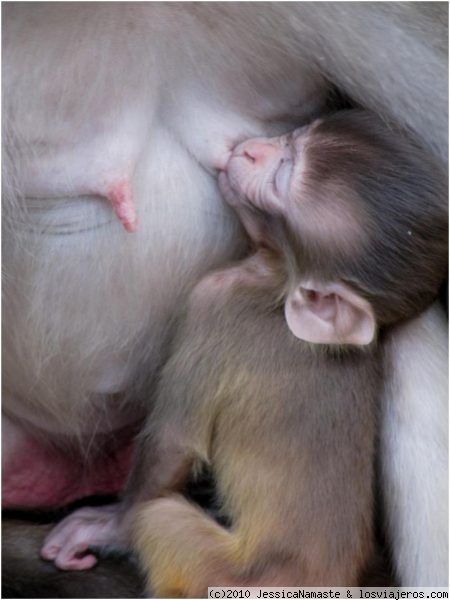 AMOR DE MONO, Bellezas de Kathmandu
Mamá mono con su bebé en el templo de los monos de Swayambunath, Katmandú
