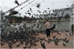 PALOMAS AL VUELO, Bellezas de Kathmandu
nepal katmandu templo bodnath