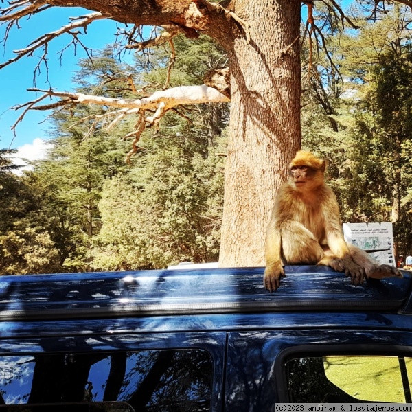 Macaco
Macaco sobre la furgo en Cedre Goudard
