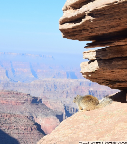 Contemplando el Gran Cañón
¿Qué pensará la ardillta en Ooh AaH Point? Se diría que también aprecia la grandeza del paisaje, a pesar de tenerlo delante cada día.
