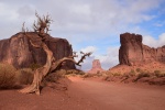 Naturaleza Muerta
yermo, árbol muerto, Monument Valley, Arizona, Navajo Tribal Park