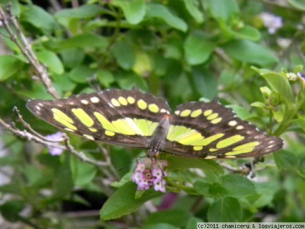 Mariposa monarca. Xcaret
Mariposa monarca. Xcaret. Riviera Maya
