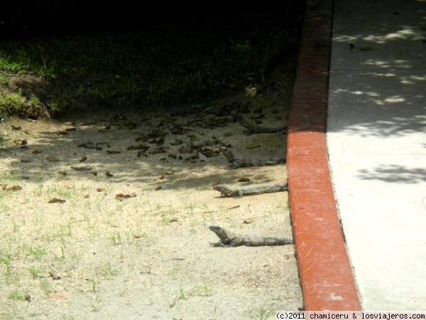Iguanas aparcadas en batería
4 iguanas 