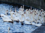 Swans. Claddagh