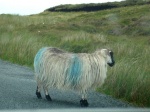 Sheep. Co. Donegal