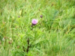 Thistle in Stirling